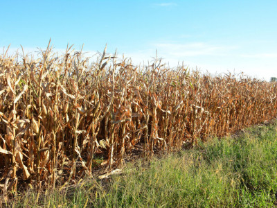 Governo de MS anuncia incentivo de R$ 14,4 milhões ao agronegócio Governo de MS anuncia incentivo de R$ 14,4 milhões ao agronegócio
