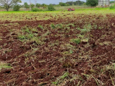 Prefeitura apoia produtores da agricultura familiar no cultivo de hortaliças Prefeitura apoia produtores da agricultura familiar no cultivo de hortaliças