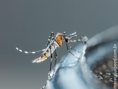 Sintomas de dengue: dos primeiros sinais até as manifestações mais graves Sintomas de dengue: dos primeiros sinais até as manifestações mais graves