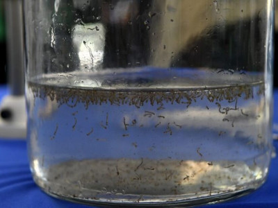 Casos de chikungunya  Casos de chikungunya