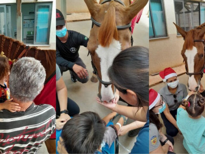 Cavalos e cães levam alegria e conforto a crianças hospitalizadas em Dourados Cavalos e cães levam alegria e conforto a crianças hospitalizadas em Dourados