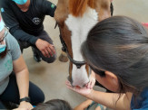 Cavalos e cães levam alegria e conforto a crianças hospitalizadas em Dourados Cavalos e cães levam alegria e conforto a crianças hospitalizadas em Dourados