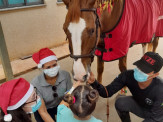 Cavalos e cães levam alegria e conforto a crianças hospitalizadas em Dourados Cavalos e cães levam alegria e conforto a crianças hospitalizadas em Dourados