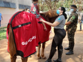 Cavalos e cães levam alegria e conforto a crianças hospitalizadas em Dourados Cavalos e cães levam alegria e conforto a crianças hospitalizadas em Dourados