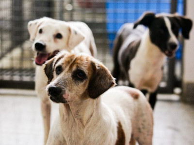 Projeto cria plataforma digital para facilitar a adoção de animais Projeto cria plataforma digital para facilitar a adoção de animais