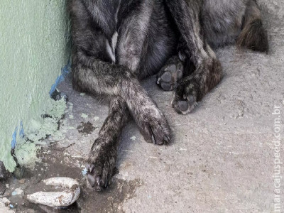 Abandonada há uma semana, cadela é resgatada pela Polícia em Três Lagoas Abandonada há uma semana, cadela é resgatada pela Polícia em Três Lagoas