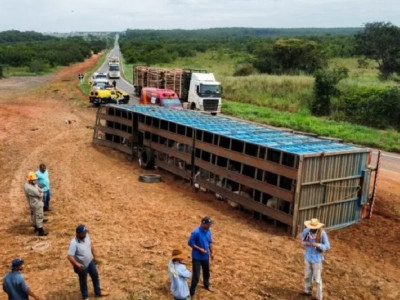 Carreta carregada com bois tomba e motorista fica ferido na MS-395 Carreta carregada com bois tomba e motorista fica ferido na MS-395