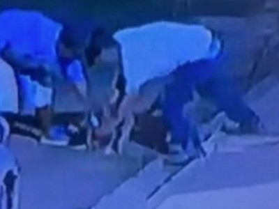 Homens são identificados após matarem pitbull estrangulado em Campo Grande Homens são identificados após matarem pitbull estrangulado em Campo Grande