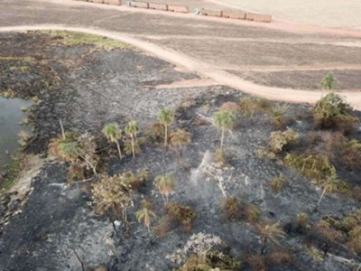 Ministério Público investiga incêndios em áreas plantadas com cana-de-açúcar Ministério Público investiga incêndios em áreas plantadas com cana-de-açúcar