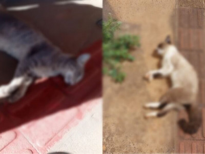 Moradores denunciam abandono e mortes de gatos em condomínio de Campo Grande Moradores denunciam abandono e mortes de gatos em condomínio de Campo Grande
