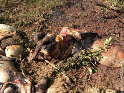 Produtor de Caarapó tem vaca furtada e esquartejada Produtor de Caarapó tem vaca furtada e esquartejada