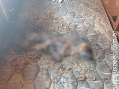 Cãozinho abandonado é encontrado em decomposição sobre colchão em Nova Andradina Cãozinho abandonado é encontrado em decomposição sobre colchão em Nova Andradina