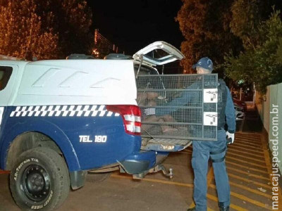 Justiça libera acusada de matar homem e suspende internação compulsória em Dourados Justiça libera acusada de matar homem e suspende internação compulsória em Dourados