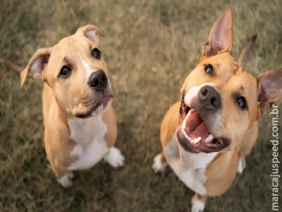 Plataforma de cuidadores e anfitriã deverão indenizar tutor após morte de cachorro Plataforma de cuidadores e anfitriã deverão indenizar tutor após morte de cachorro