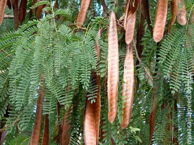 Projeto em Dourados quer erradicar planta invasora e restaurar espécies nativas Projeto em Dourados quer erradicar planta invasora e restaurar espécies nativas