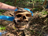 Ossada humana é encontrada em área de chácara em Maracaju Ossada humana é encontrada em área de chácara em Maracaju