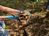 Ossada humana é encontrada em área de chácara em Maracaju Ossada humana é encontrada em área de chácara em Maracaju