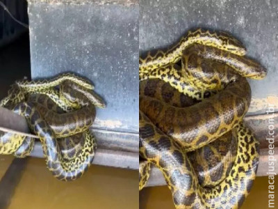 Pegando carona? Sucuris são flagradas enroladas em flutuante no Pantanal de Coxim Pegando carona? Sucuris são flagradas enroladas em flutuante no Pantanal de Coxim