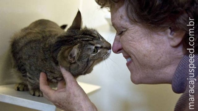 Gatos entendem (e copiam) as expressões dos donos
