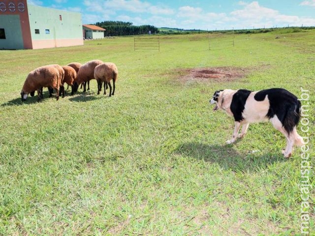 Maracaju: Cães pastores podem diminuir custo e aumentar produtividade em rebanho Maracaju: Cães pastores podem diminuir custo e aumentar produtividade em rebanho