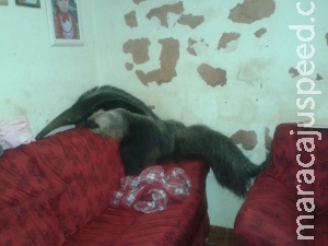 Tamanduá entra em casa, sobe no sofá e assusta moradores da Capital Tamanduá entra em casa, sobe no sofá e assusta moradores da Capital