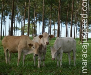 Cientistas discutem impactos das mudanças climáticas na agropecuária Cientistas discutem impactos das mudanças climáticas na agropecuária