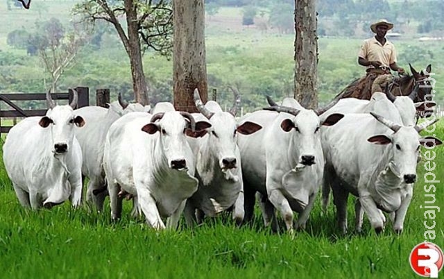 Mato Grosso do Sul tem mais da metade do gado da fronteira rastreado Mato Grosso do Sul tem mais da metade do gado da fronteira rastreado