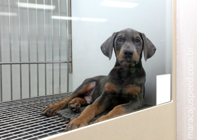 Conselho de Medicina Veterinária proíbe exposição de animais em pet shops