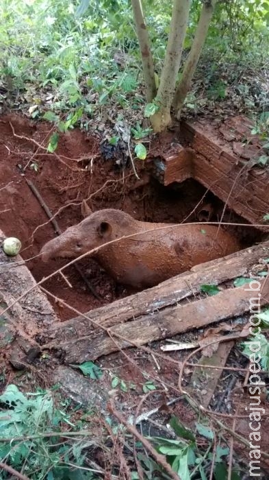 Apreensões de carnes de animais silvestres aumentam 4.400% Apreensões de carnes de animais silvestres aumentam 4.400%