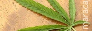 Cientista comemora decisão da Anvisa e espera ampliação de pesquisas com maconha Cientista comemora decisão da Anvisa e espera ampliação de pesquisas com maconha