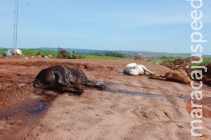 Multa de R$ 3 mil não inibe e população joga até vaca morta em terrenos