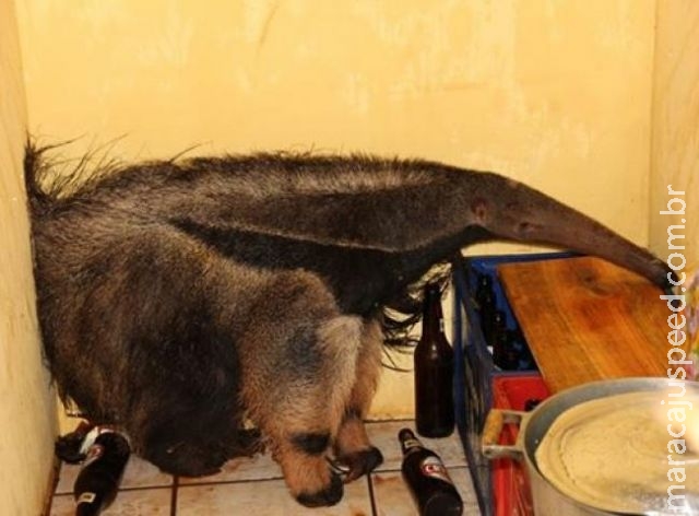 Moradora acorda, avista tamanduá, volta a dormir e só depois chama o resgate Moradora acorda, avista tamanduá, volta a dormir e só depois chama o resgate