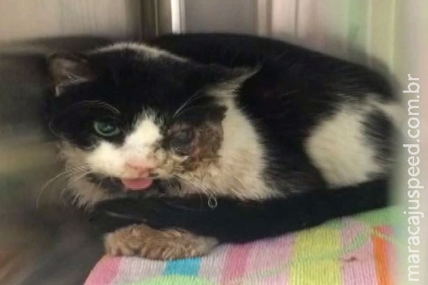 Gato zumbi, que foi declarado morto, voltou para casa cinco dias depois de ser enterrado Gato zumbi, que foi declarado morto, voltou para casa cinco dias depois de ser enterrado