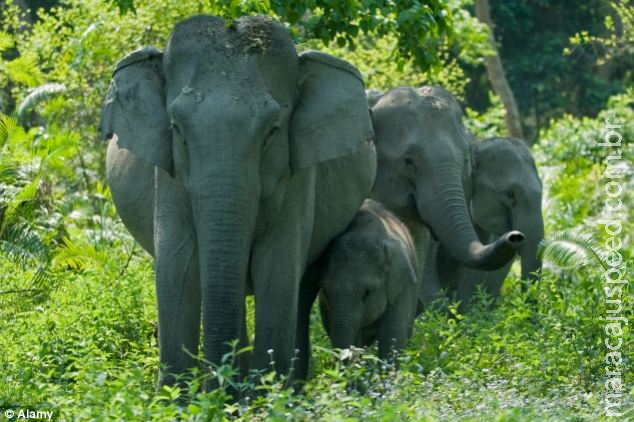Casal morre após elefante se assustar com flash de câmera e pisoteá-lo Casal morre após elefante se assustar com flash de câmera e pisoteá-lo