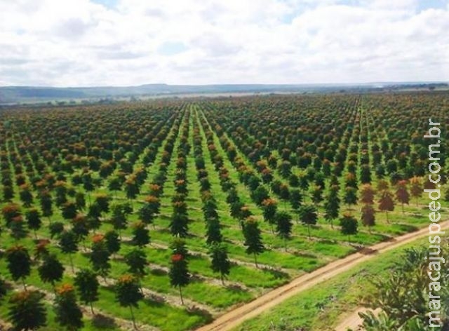 Em uma década MS chegará ao topo do ranking nacional em área plantada de florestas Em uma década MS chegará ao topo do ranking nacional em área plantada de florestas