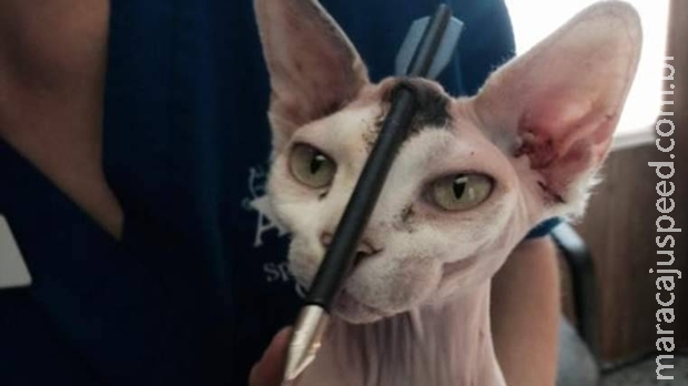 Gato sobrevive milagrosamente após flecha atravessar sua cabeça Gato sobrevive milagrosamente após flecha atravessar sua cabeça