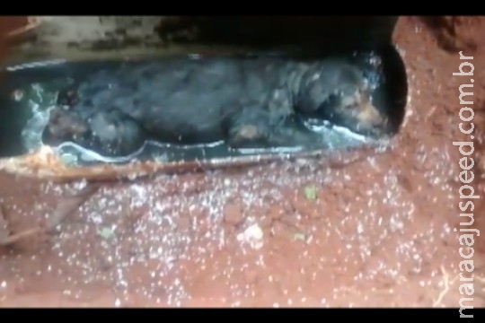Bombeiros se guiam pelo choro e salvam cão preso em cano Bombeiros se guiam pelo choro e salvam cão preso em cano