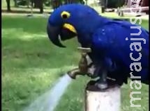 Arara azul abre torneira e toma banho sozinha em MS Arara azul abre torneira e toma banho sozinha em MS