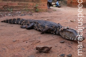 Morador encontra jacaré em quintal e coloca coleira para esperar PMA