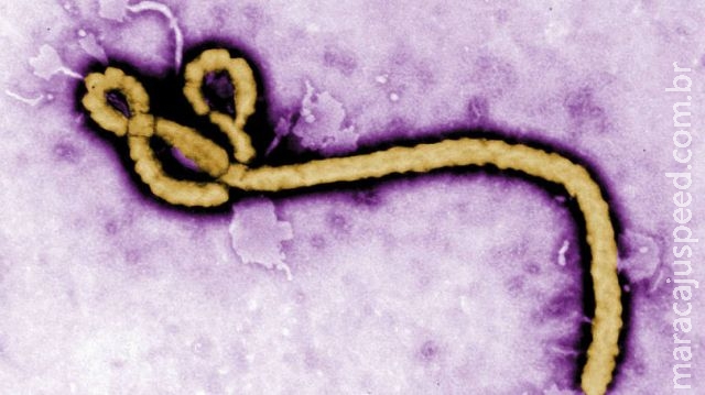 16 novos vírus que podem infectar o homem são descobertos 16 novos vírus que podem infectar o homem são descobertos