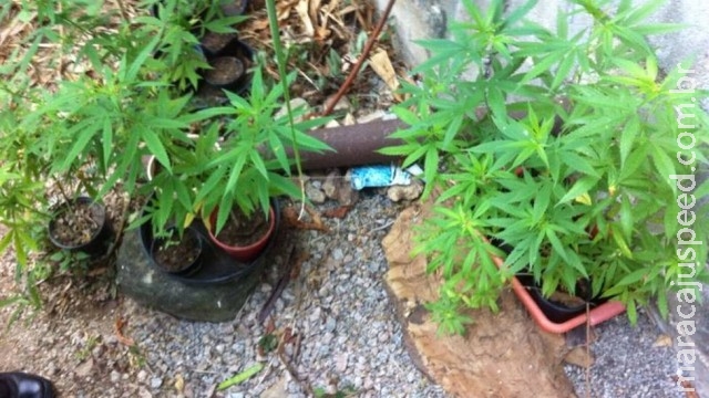 Casal chama PM por furto e vai parar na delegacia por cultivar maconha Casal chama PM por furto e vai parar na delegacia por cultivar maconha
