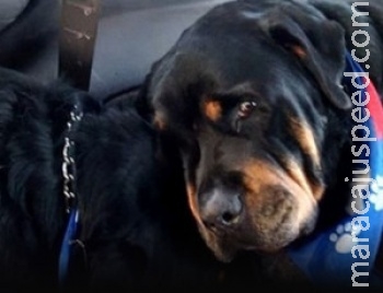 Cachorro chora pela morte do irmão e se recusa a sair de perto dele Cachorro chora pela morte do irmão e se recusa a sair de perto dele