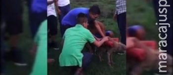 Menores de idade explodem cachorro com fogos de artifício Menores de idade explodem cachorro com fogos de artifício