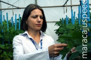 Uso excessivo reduz a eficiência de defensivos agrícolas nas lavouras Uso excessivo reduz a eficiência de defensivos agrícolas nas lavouras