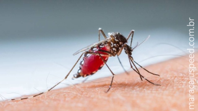 Mosquitos escolhem pessoas que vão ser picadas pelo cheiro
