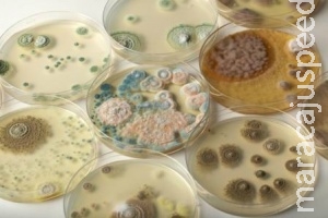Higiene no preparo de alimentos evita contaminação por salmonella Higiene no preparo de alimentos evita contaminação por salmonella