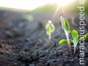 Sistema gera energia limpa a partir das plantas sem afetá-las Sistema gera energia limpa a partir das plantas sem afetá-las