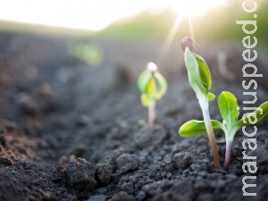 Sistema gera energia limpa a partir das plantas sem afetá-las