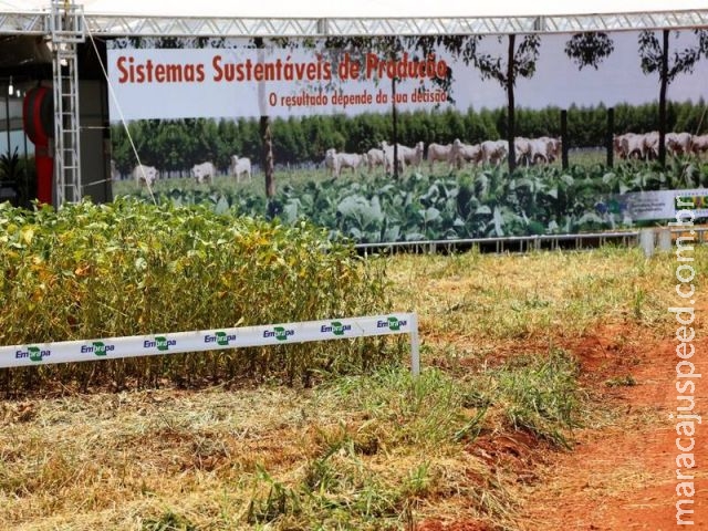 Maracaju: Sistema de produção bem manejado suporta mais as condições adversas Maracaju: Sistema de produção bem manejado suporta mais as condições adversas