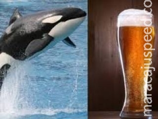 Cerveja de "testículos de baleia defumados" é vendida na Islândia Cerveja de "testículos de baleia defumados" é vendida na Islândia
